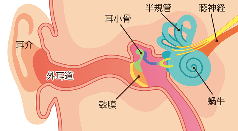 耳の構造を示したイメージイラスト