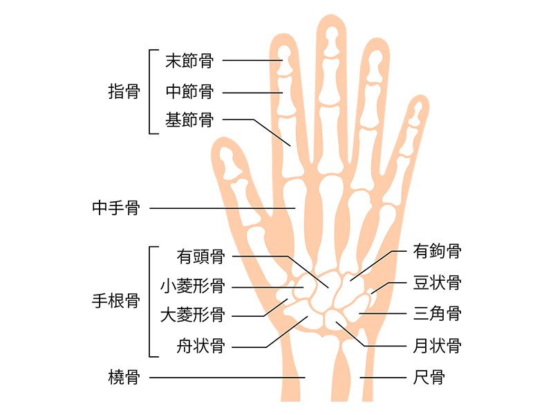 手指の構造を示したイメージイラスト