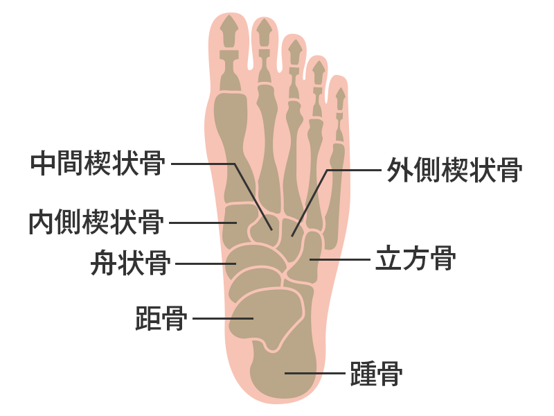 足指周辺の構造を示したイメージイラスト